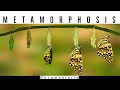 Metamorfose - Documentário