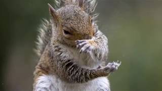 Ardilla Bailando Hip Hop