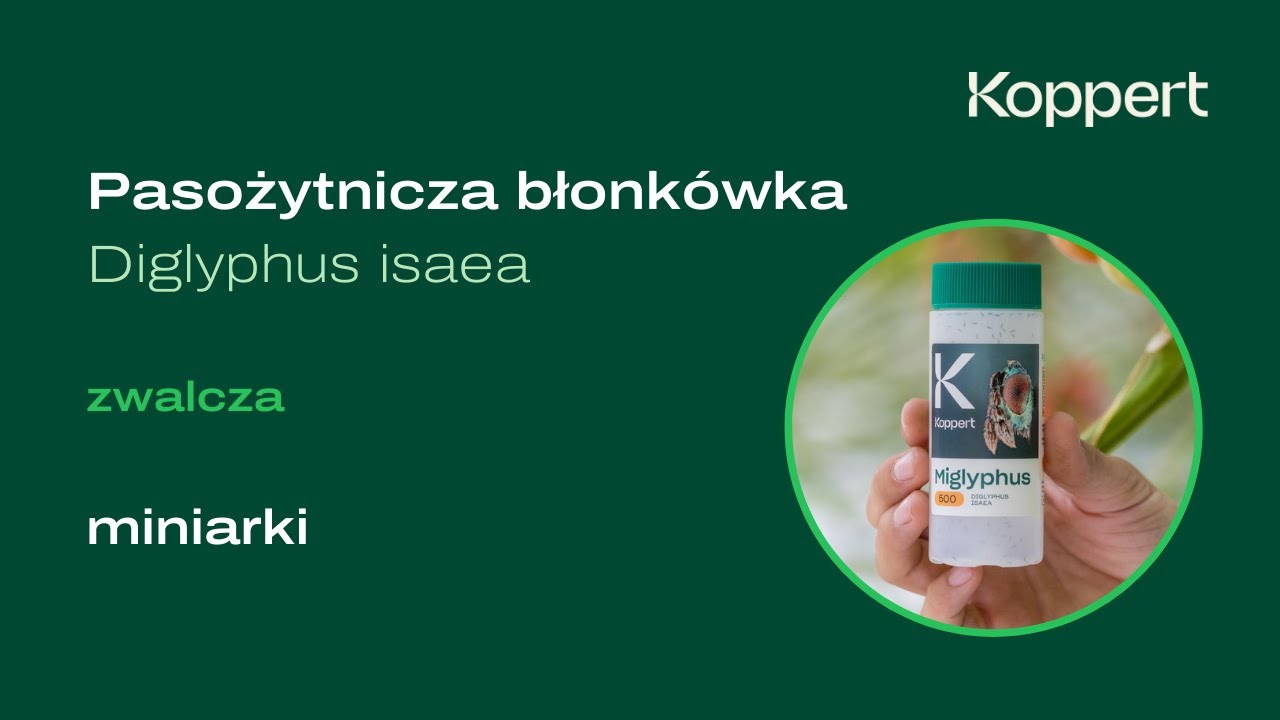 Zwalcz miniarki z Miglyphus | Diglyphus isaea | Koppert Polska