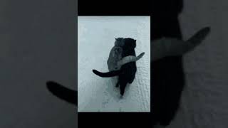 CATS FRIENDS😘♥️