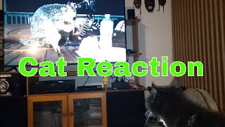 Cat Reaction To Possum Video!