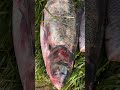 २० किलो का बीग्रेट #fishlovers #seafood #video #fishing #fishlover #catfishfish #fishsellers #fish