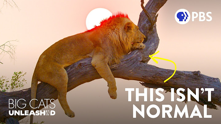 The Weird Reasons Africa’s Lions Are Climbing Trees 🌴🐆 | Big Cats Unleashed