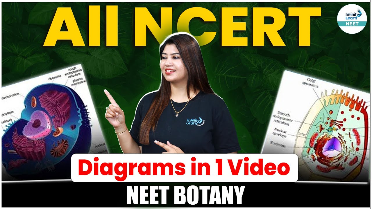 NEET Botany - All NCERT Diagrams in 1 Video | NEET 2024 Biology | NEET ...