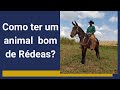 Como ter um animal bom de rédeas?