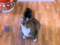 ゴーキャットゴー　ワンズフェザー