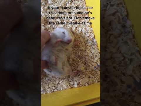 Video: Hamsterlə necə yapışmaq olar: 11 addım (şəkillərlə)