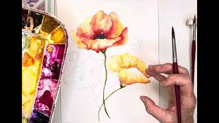 My Watercolor Poppy Commission Process