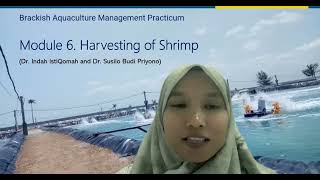 MOOC UGM_ shrimp farming module 6. Harvest and Post Harvest