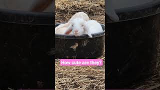 Cuteness Overload, Baby Goats Cuddled Up In Plastic Mineral Tub! Did You See Her Smile At Me?