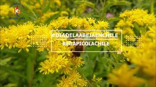 Promocional Día de la Abeja 2020- Red Apícola Nacional F.G