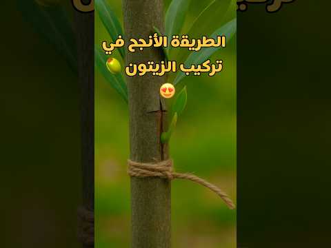 اذا عندك شجرة زيتون غير مثمره او ثمارها صغيرة الحل  زراعة  اكسبلور 