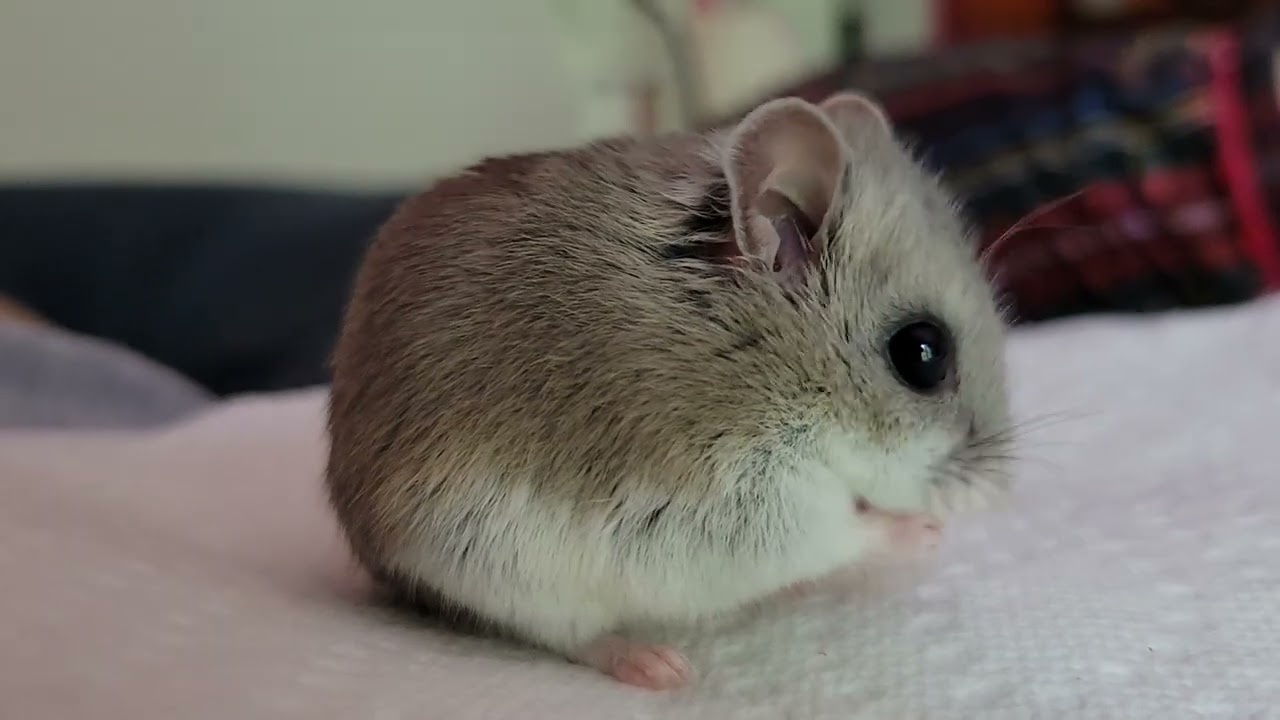 INSANELY ROUND HAMSTER EATS A SNACK WITH DEVASTATINGLY CUTE MANNERISMS (MIND BLOWING)