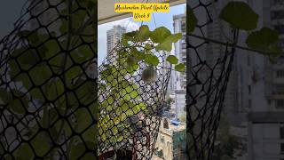 Muskmelon Plant Update | Week 8 | #muskmelon #fruit #update #houseplants #shorts