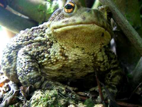sonnerie crapaud sonnerie crapaud
