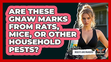 Are These Gnaw Marks From Rats, Mice, Or Other Household Pests? - Insects and Invaders