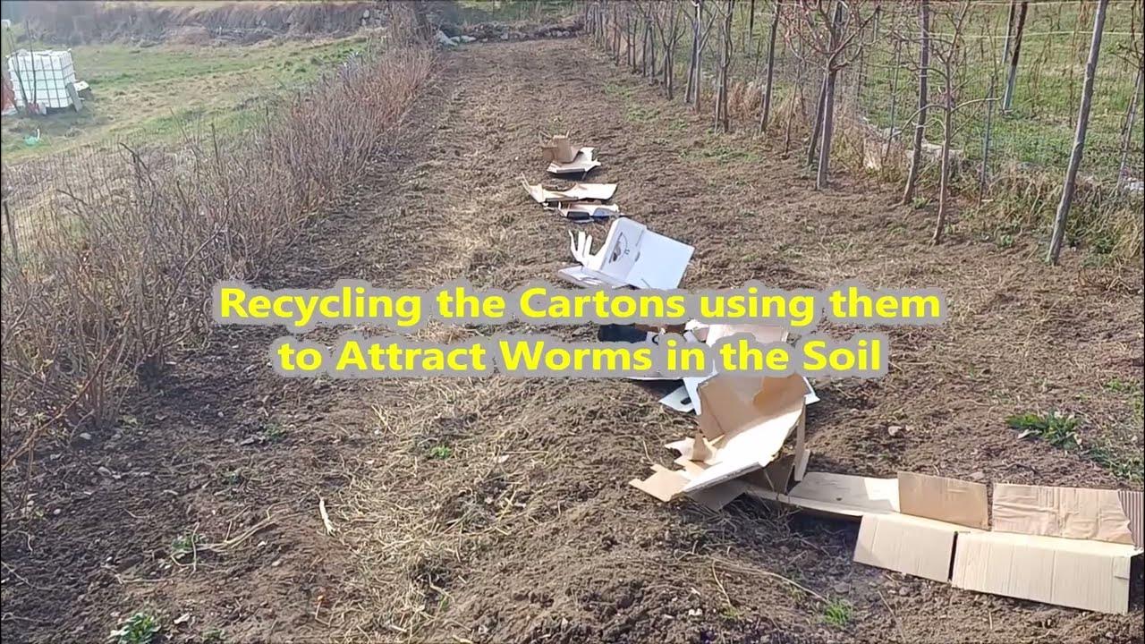 Recycling the Cartons & Cardboard using them to Attract Worms in the