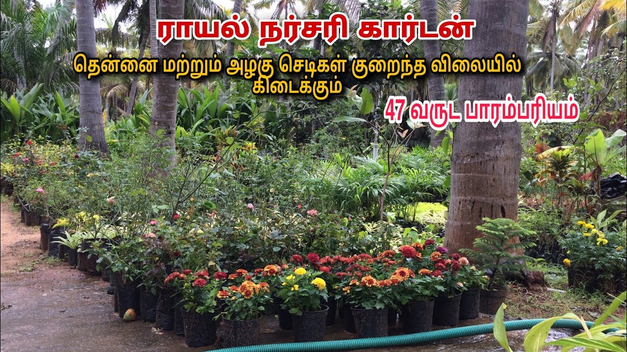Royal nursery garden in kanyakumari||Thennai Maram business||Affordable coconut selling||Tamil