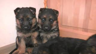 ПРОДАЮТСЯ ЩЕНКИ Немецкой овчарки Одесса! For sale puppies German shepherd! ПРОДАЮТСЯ ЩЕНКИ Немецкой овчарки Одесса! For sale puppies German shepherd!