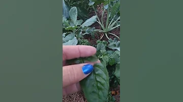 Sissoo Spinach Brazilian Spinach Alternanthera Sisoo 