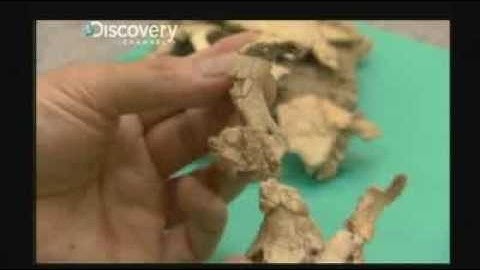 Fossil throws evolution theories into disarray.