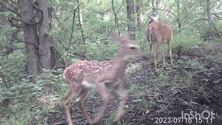 Fawn Feeling Frisky