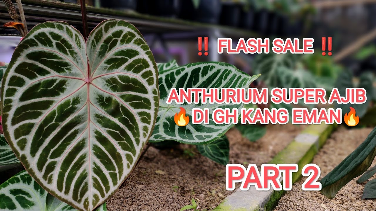 ‼️ FLASH SALE ‼️ ANTHURIUM SUPER AJIB DI KANG EMAN PART 2🔥🔥🔥