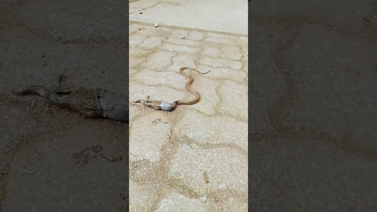 Snake vomiting frog....