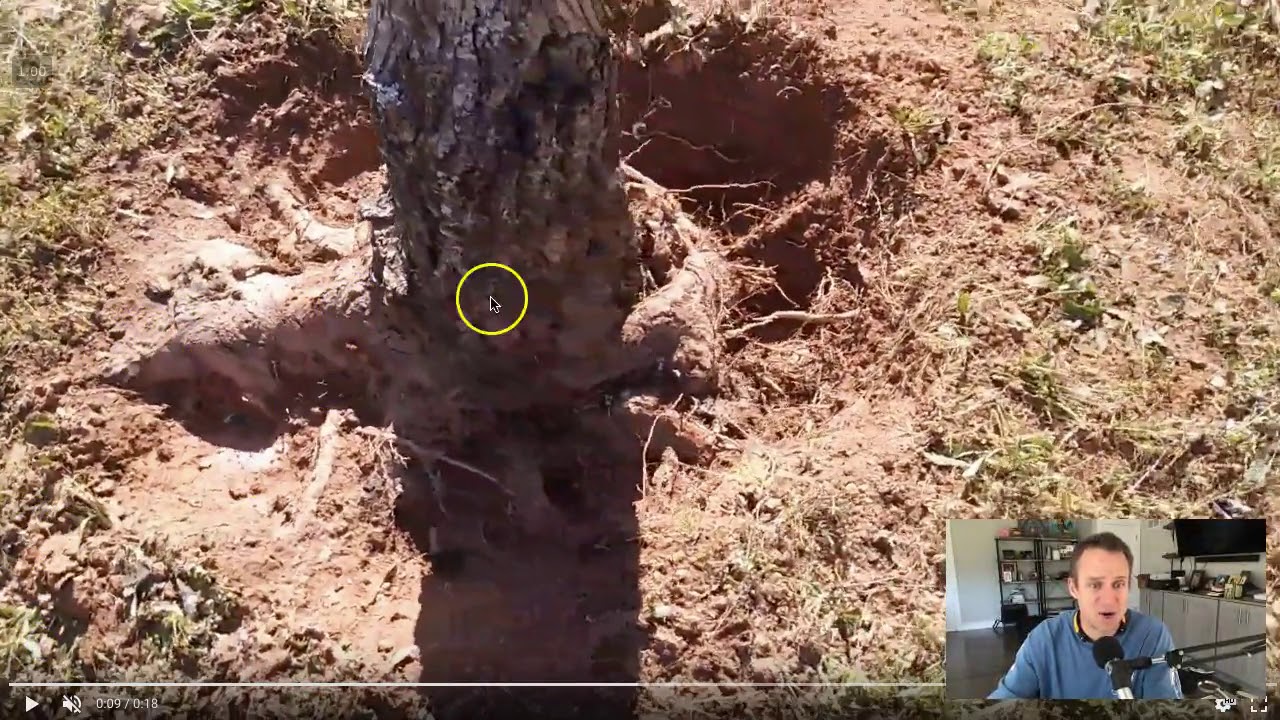 How Girdeling Roots Cause a Dangerous Tree - YouTube
