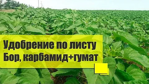 Подсолнечник после гербицида, листовая подкормка, подсолнух 2021