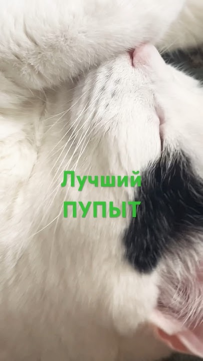 Лучший пупыт #shorts - YouTube