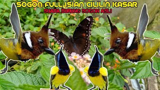 Download Lagu BURUNG SOGON MATERI FULL CILILIN KASAR || MASTERAN SUARA ASLI BURUNG SOGON ISIAN CILILIN MP3