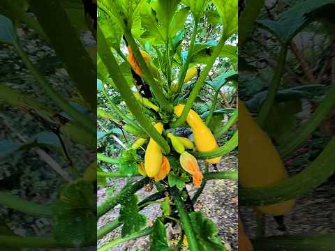 A healthy squash tree in a garden during fall.