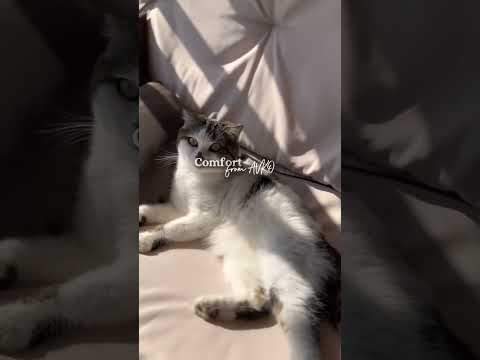 Садова розкладна гойдалка Relax Plus Beige ARSC18733, видео 1