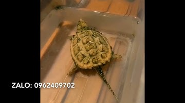 Lên con hàng rùa cá sấu common gold siêu quý hiếm