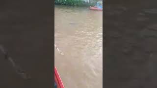 Viral#cewek berenang dikepung warga#ikan duyung ditangkap resque kalsel.