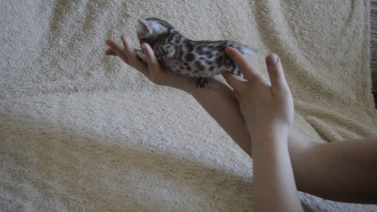 Leominipard Adele ,girl 10.04.2016 Black Silver Spotted tabby rosets