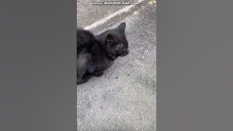 Слепую кошку выкинули в Колпино (видео). НУЖЕН ДОМ, ПЕРЕДЕРЖКА, пожалуйста, помогите.
