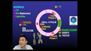 KSSM SPM Biology Form 4 Chapter 6 Cell Division: Cell Cycle (DLP) | spmbiology.com