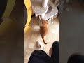 Cute ca funny video #cutecat #funny #cat