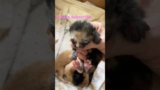 Nukie’s 4 babies #kitten