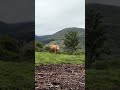 Vacas Montesinas.