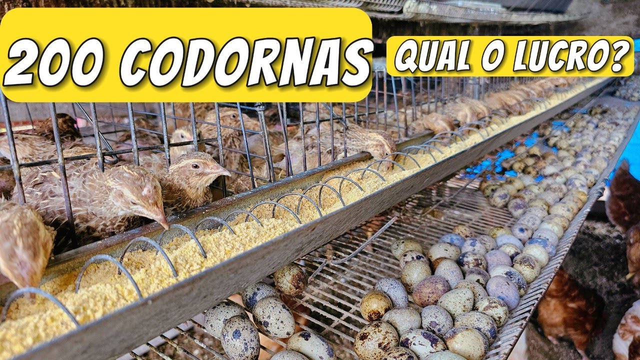 QUAL O LUCRO DE 200 CODORNAS