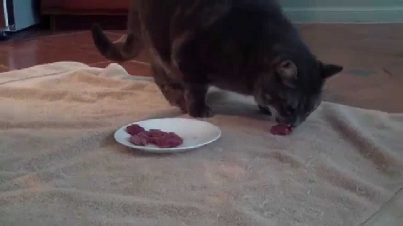 Raw Meat Cat Food Recipe YouTube Raw Meat Cat Food Recipe YouTube