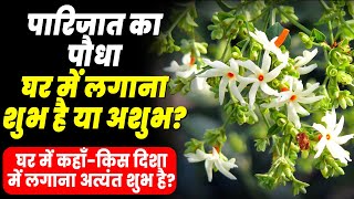 परजत हरसगर क पध घर म कह लगन अतयत शभ ह? Parijat Ka Paudha Harsingar Ka Paudha