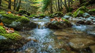 Forest Ambience Birds Singing & Beautiful Stream Sounds for Peaceful Sleep,Deep Rest,Study,Medicine