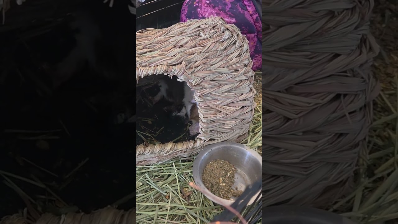Guinea pig giving birth 