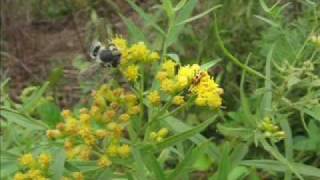 Ambush bug