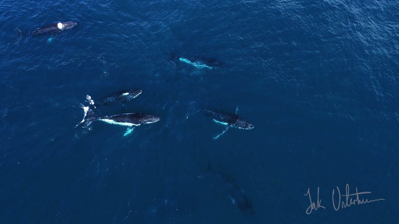 Following a Pod of 8 WHALES for 6 mins (4K Drone)