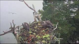 Osprey Nest Eagle Attack